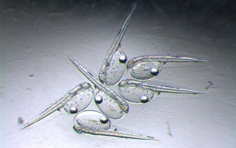 Larvas despu&eacute;s de eclosi&oacute;n