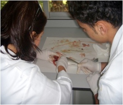 proyecto_discapacitados1