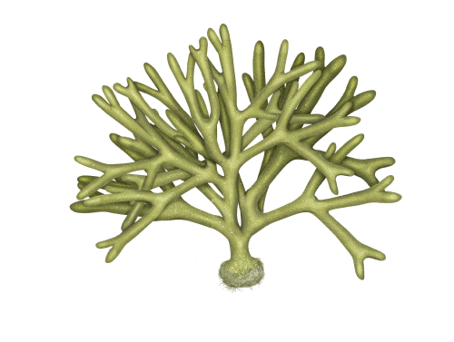 Codium-tomentosum Codium-tomentosum