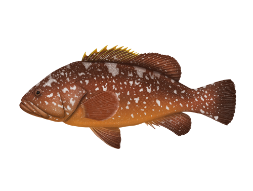 Epinephelus marginatus Epinephelus marginatus