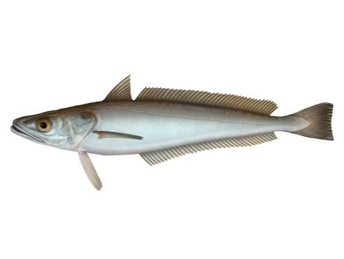 Merluccius merluccius Merluccius merluccius