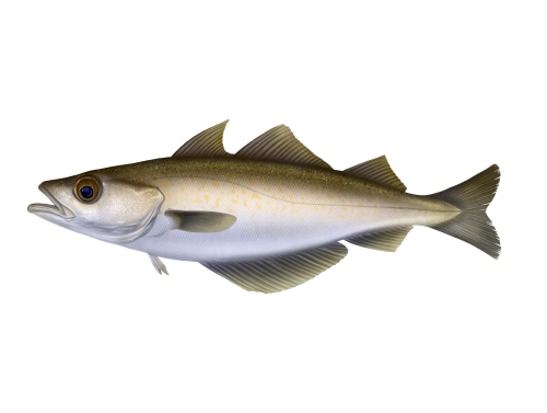 Pollachius pollachius Pollachius pollachius