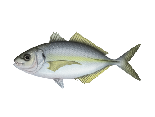 Pseudocaranx dentex Pseudocaranx dentex
