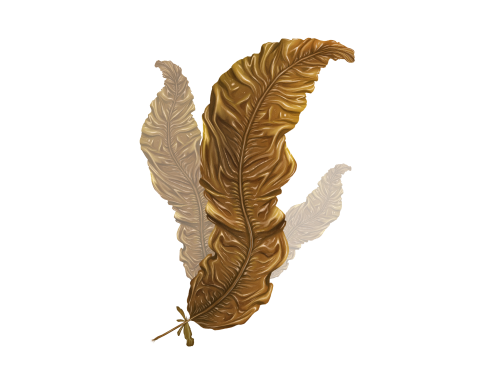 Saccharina latissima Saccharina latissima