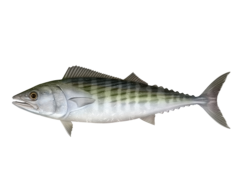 Sarda sarda Sarda sarda