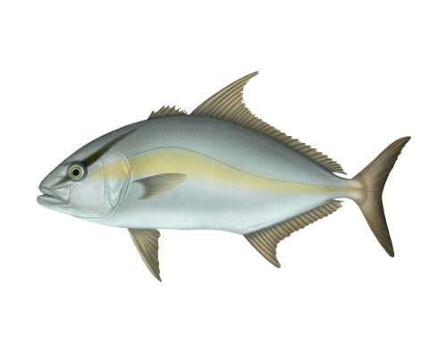 Seriola rivoliana Seriola rivoliana