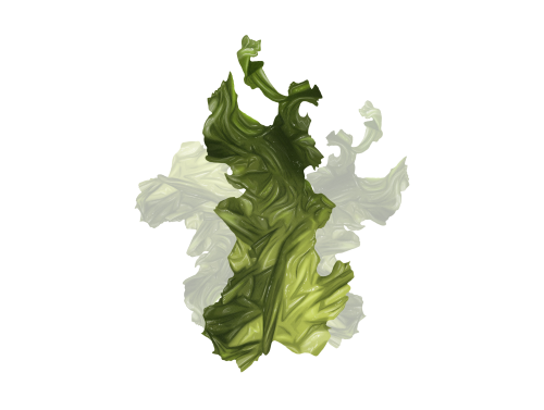 Ulva lactuca Ulva lactuca