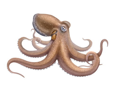 octopus vulgaris octopus vulgaris
